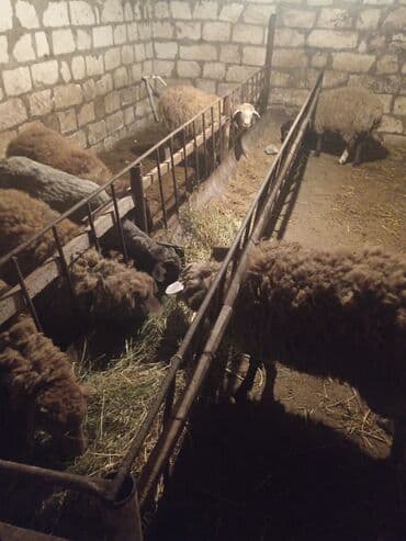 qoyun qoc: Salam quzu satiram diri çəkisi 9.5 3-ayin bordağidi isdiyən buyurub — 2