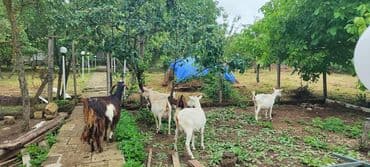 İtlər: Dişi, il: 2, Südlük — 6