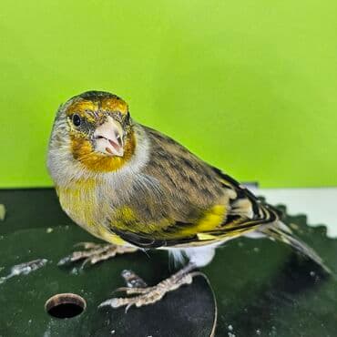 xarı bülbül rəngləmə: Gibrit erkək. Anası sarı bülbül atası şeqol Ev şəraitində dekorativ — 2