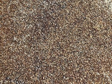 Rakuşka (Balıqqulağı)