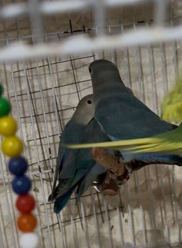 jako tutuquşusunun digər adı: Yeme təzə düşmüş niraznlcik balalar — 2