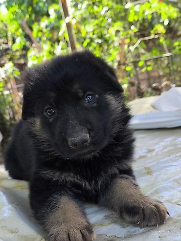 İtlər: Alman çoban iti, 3 ay, Erkək, Peyvəndli, Ünvandan götürmə — 1