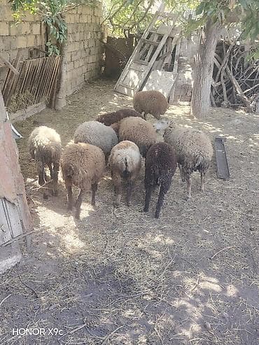 Qoyun sürüsü – ədədli və ya birlikdə - Növ: yerli qaragül/yarımqulunc — 3
