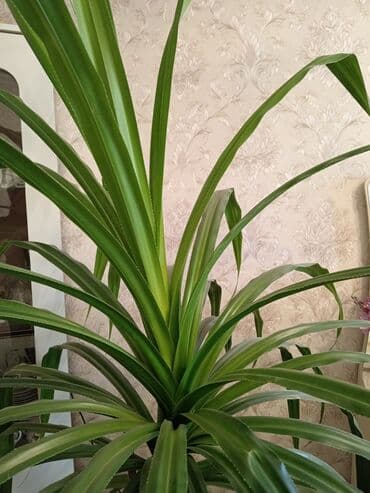 sine boyuden bitki: Pikantus gülü. Hündürlüyü 2m dən çoxdu. Çox gözəl görünüşü var. İri — 2