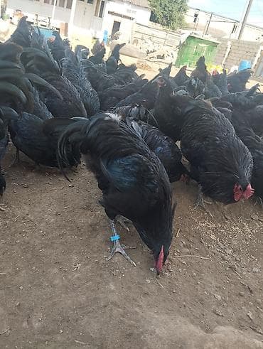 ev heyvanları satışı: 4 ayliq Avstrolop xoruzlari satilir.Heyvanlar goz qabagindadi say — 2