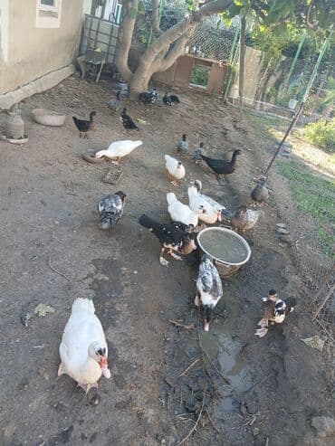 Gəmiricilər: Erkək, | Lal ördək, Damazlıq, Ünvandan götürmə, Ödənişli çatdırılma — 4