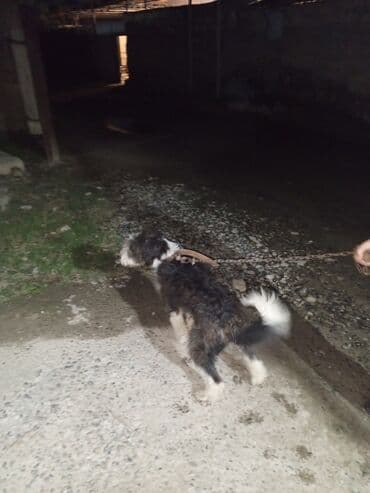 сколько стоит миниатюрный пудель: Пудель, 1 год, Самец — 4