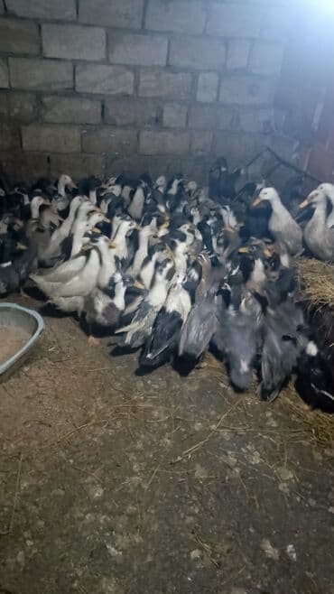 ağ ördək: Erkək, Damazlıq — 7