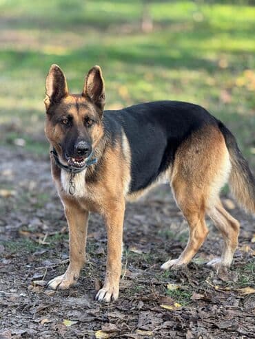 it ucun manej: Alman çoban iti, 1 il, Dişi, Peyvəndli, Ünvandan götürmə — 1