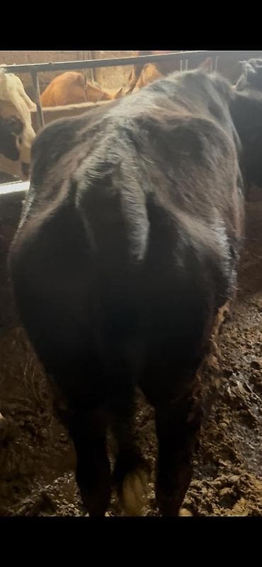 ari mumu satilir: 130-140 arasi cekileri var qiymet 2 sine aiddi — 1