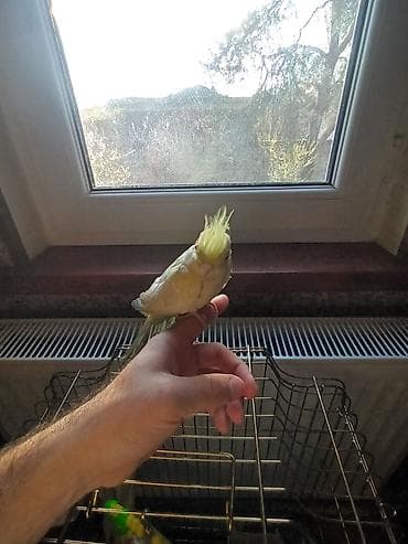 pive bakallari: Təcili .karella erkek disi tam sağlam ruçnoy qəfəslə birgə iran — 3