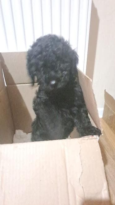 it satisi ucuz: Pudel, Peyvəndli — 3