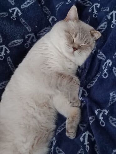 1 azn pişik: Şotland, Erkək, Cütləşmə üçün, Ödənişli çatdırılma — 12