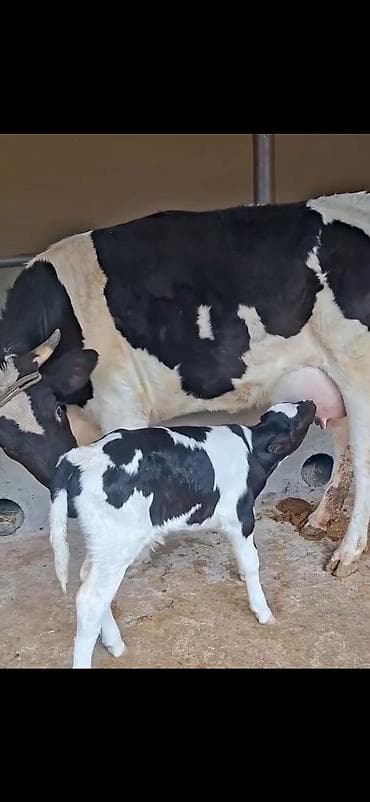 heyvan qəfəsi: Birinci qarina dogub 9 lt sud verir saglam yaxsi heyvandi balasi 4 — 6