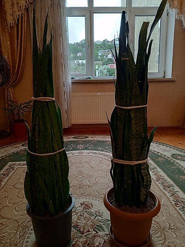 bitki: Sansevieria (Qaynana dili) – iri ölçülü, qapalı məkanlar üçün — 1