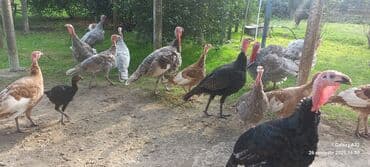 ingilis setter it cinsinin digər adı: Hinduşka sürüsü – müxtəlif rənglər və yaşlar - Təsərrüfat şəraitində — 3