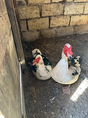 Erkək, | Lal ördək, Damazlıq