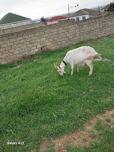 dovşan balası: Boğaz sanen Süd keçisi – ağ rəng, buynuzlu, boynunda dəri yaxalıqla. - — 2