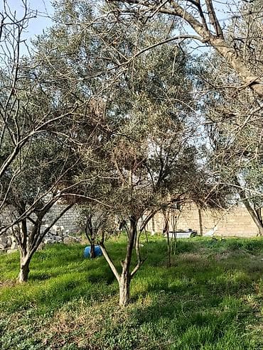 paulownia agaci: Zeytun ağacları – bağ və landşaft üçün - Növ: Zeytun (Oleа europaea) — 4