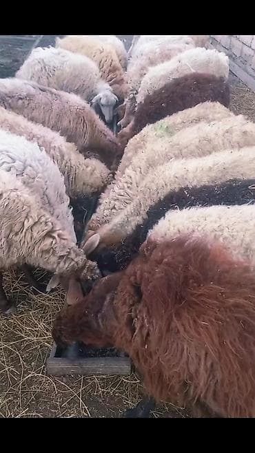 25dene bogaz qoyun — 2