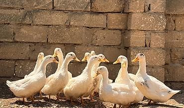 Ağ ördək sürüsü - Növ: Ağ ev ördəkləri (peyğəmbərciyə uyğun iri lalafo.az -da Ağ ördək sürüsü - Növ: Ağ ev ördəkləri (peyğəmbərciyə uyğun iri