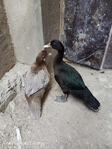 yırtıcı quş: 2 dənə amerikan cinsi lal ordəklər satılır biri zümrud digəri fındıq — 4