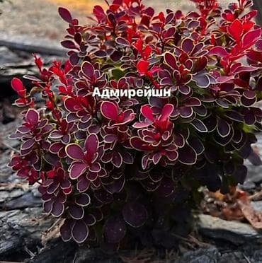 Барбарис Адмирейшн .Прайслист на осень 2024 Пихта Нормана 100.0₼