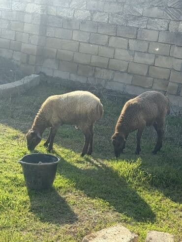 İki ədəd qoyun satışa çıxarılır. Xüsusiyyətlər: - Cins: yerli
