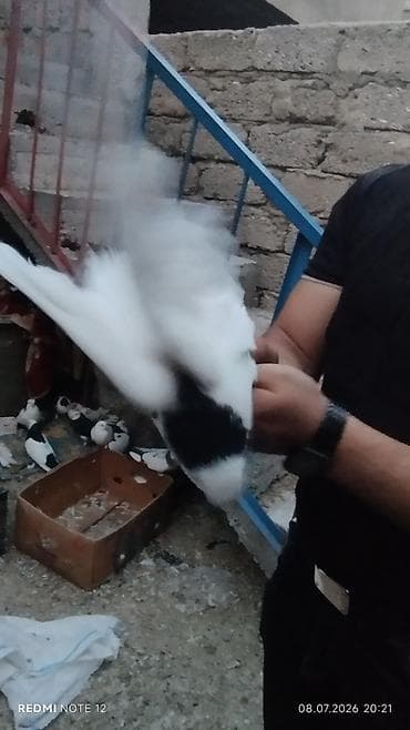 ev qus: Məhsul: Ev göyərçinləri kolleksiyası HƏR NOVDƏ GÖYƏRÇIN VAR — 10