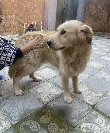 lalafo ev heyvanlari: Retriever, 2 il, Erkek, Peyvəndli, Pulsuz çatdırılma — 2