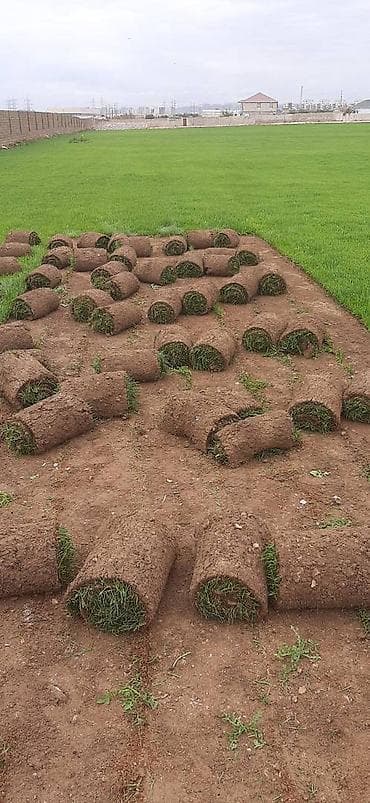 qazon picen: Salam qazon sifarisi catdirilma ve yere serilmesi unvana ve kvadrata — 7