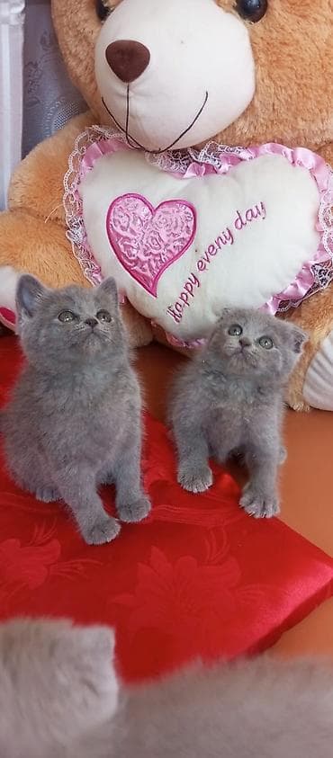 Pişiklər: Şotland yastı qulaq — 4