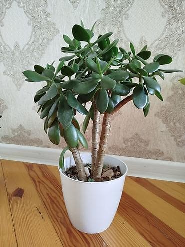 banzay agaci: Qarışıq şirəli bitki – Crassula ovata (Pul ağacı) - Növ: Crassula — 1