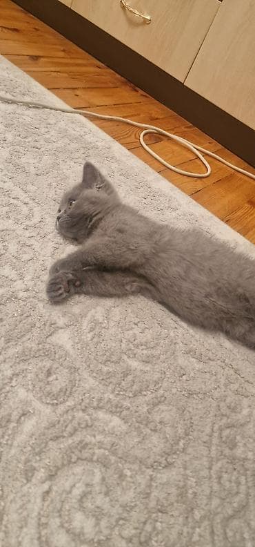 Pişiklər: Britan, Erkək, Yaxşı əllərə, Ünvandan götürmə, Ödənişli çatdırılma — 8