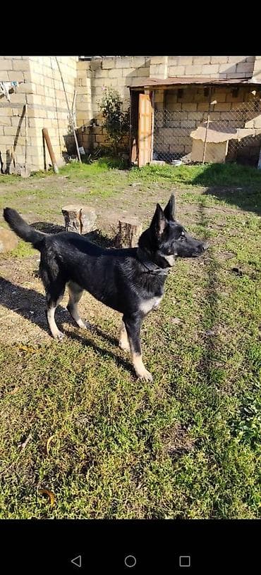 11 месяцев, Самка, С прививками, Самовывоз