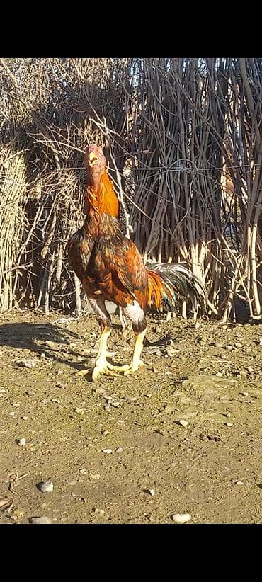 satdiq danalar: Xoruz, il: 1, Ödənişli çatdırılma — 5