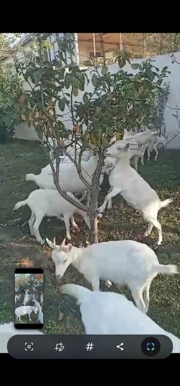 yerli keçi: Dişi, Zanen, il: 2, 40 kq, Südlük, Ünvandan götürmə — 8