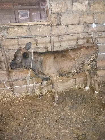 balaca quzu: Dişi, il: 6, Südlük, Ödənişli çatdırılma — 3