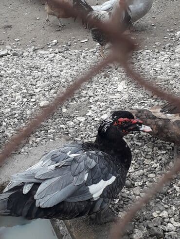 Temiz macar saglam ve aktivdi feresi de var feresi 20 manatdi