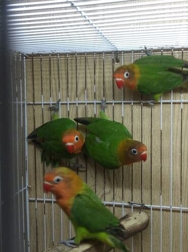 məhəbbət quşu qiyməti: Tutuquşu popuqay fişer 2 - 4 aylıq 40 AZN . Sarı 35 AZN . Boz 30 AZN — 1