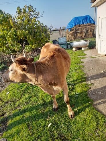 Inəklər, öküzlər: Salam iney 2 qarina dogmalidi. dogmagina 3 ay qalb(fevral ayinda — 4