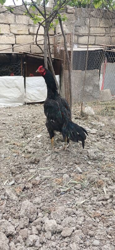 ördək yumurtası satışı: Heyratı satdıx beçələr var çoxdu boş bekar adamlar narahat eləməsin — 2