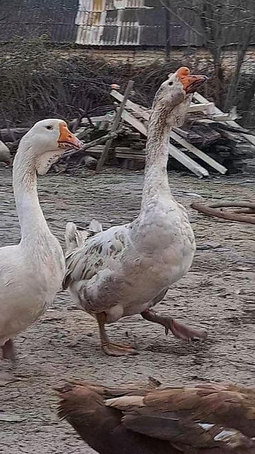 ari satisi: Xalmaqor qazları və balaları satılır 4 ədəd bala var satışda və — 7