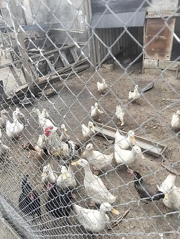 çin aslani: Satış: ördək sürüsü - Növ: ağ və boz tonlarda ev ördəkləri (bir neçə — 2