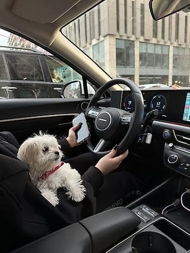 tovuz gusu: Malta bolonka, 3 ay, Dişi, Peyvəndli — 4