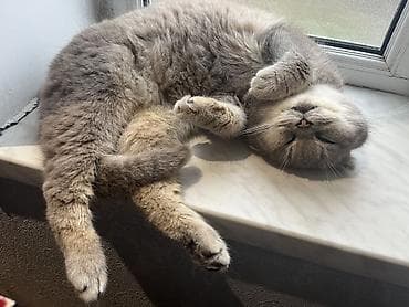 van pisiyi: Şotland yastı qulaq — 1