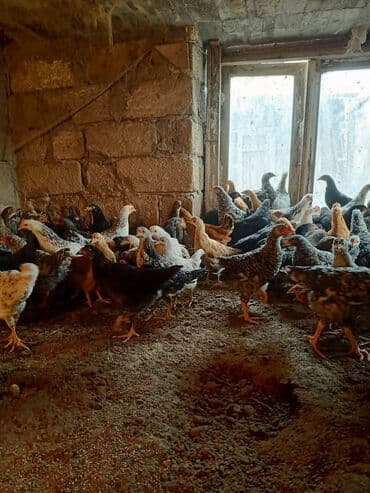 heyvan bazari inekler: Toyuq cücələri, Ətlik — 2