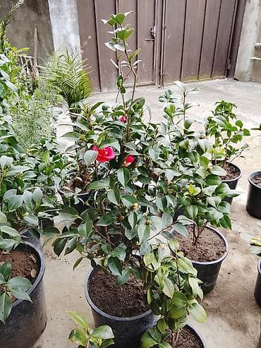 gül: DEKROTİV EV VƏ HƏYƏT GÜLLƏRiNiN AĞACLARIN SATiŞi Lənkaran dan Bütün — 1