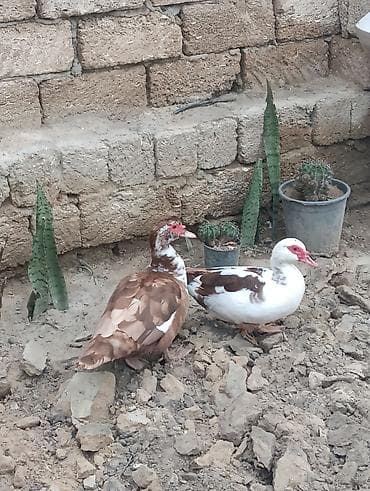 hinduska satisi: Misk ördəkləri satılır ŞƏKİLDƏKİ İKİ ƏDƏD KARİÇNİ OLANLAR QALİB. BİRİ — 1