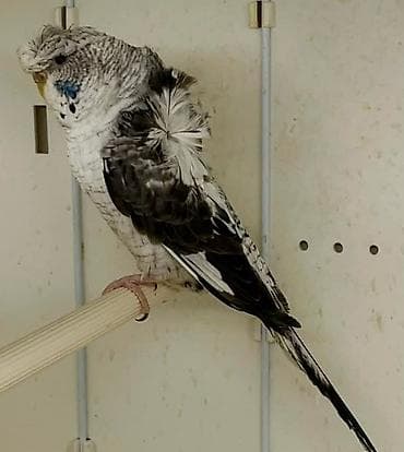 əbabil quşunun qiyməti: Yaponic cütü 70 azn — 9